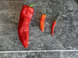 Giant Marconi, Serrano, and Thai chillies